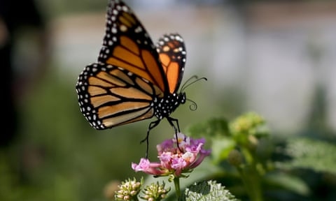 There are several reasons why a butterfly might not be moving, including being cold, being in shock, or being dead.