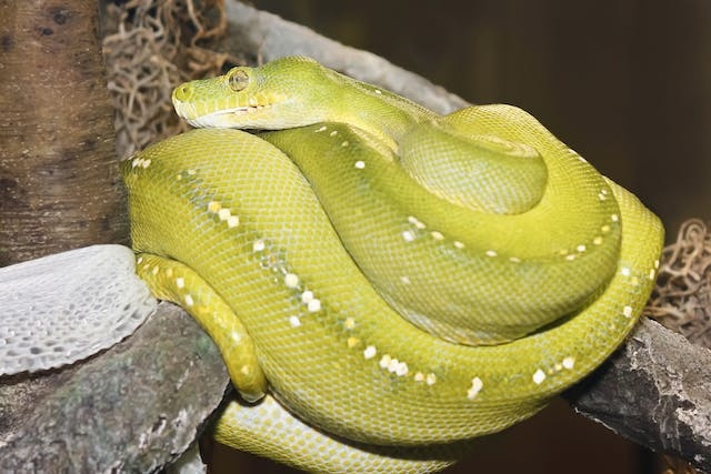 There are several reasons why a snake may not shed, but three common reasons are skin infections and injuries.