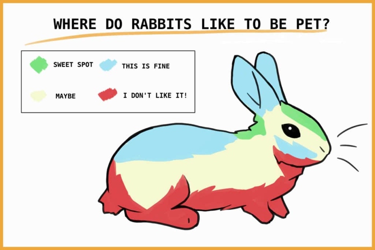 There are several reasons why your rabbit may be running away from you.