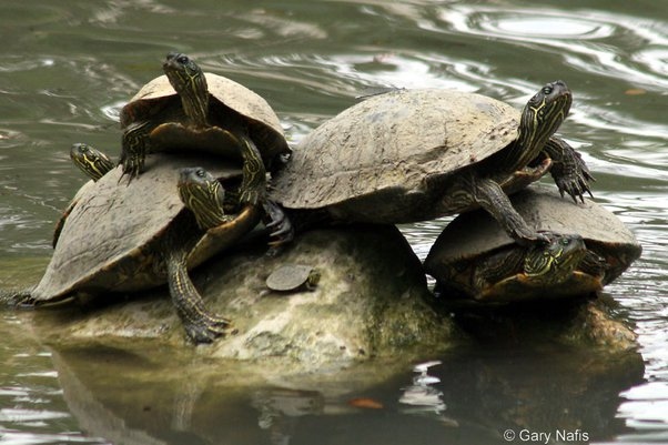 There are three main reasons turtles stack: to bask in the sun, to escape the cold, and to avoid predators.