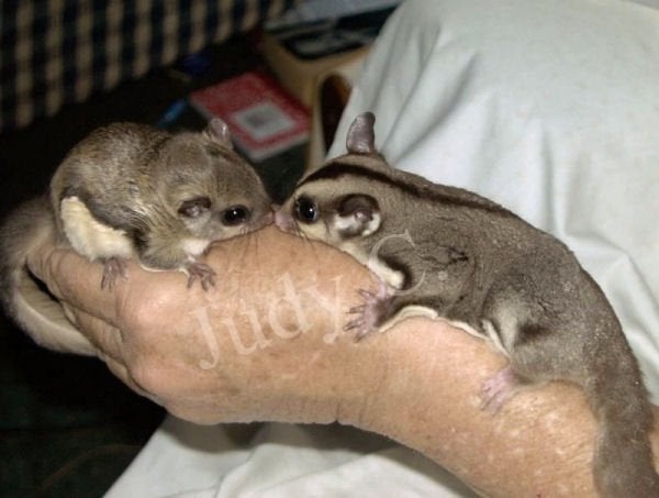 There are two types of sugar gliders: the common sugar glider and the less common yellow-sided sugar glider.