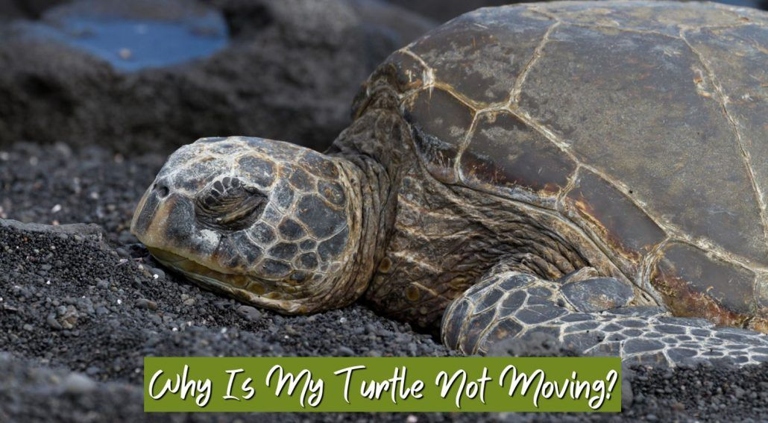 There could be several reasons why your turtle is not moving, including issues with bubbling and discharge.