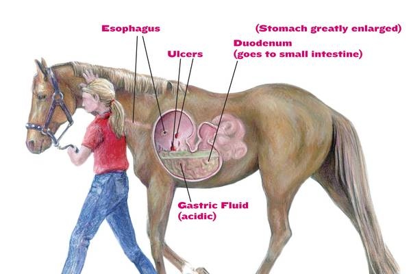 There is a link between equine gastric ulcers and appetite.