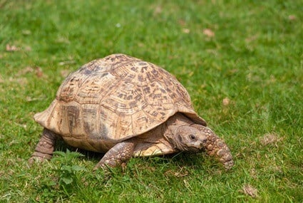 There is likely nothing wrong with your tortoise if it is not pooping.