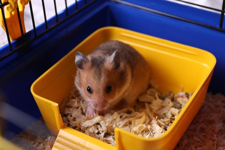 There is no need to stop hamsters from eating their poop as it is part of their natural diet.