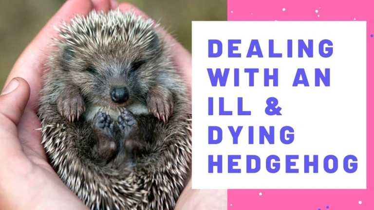 There is no one-size-fits-all answer to comforting a dying hedgehog, but these six tips may help.
