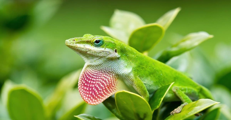 These lizards are known for their ability to change color, and they are usually green. The green anole is a lizard that is commonly found in the southeastern United States.