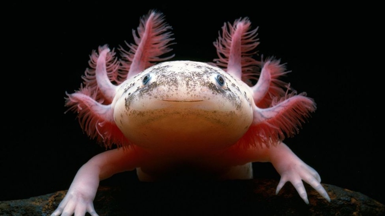 They are nocturnal creatures that prefer to live in dark, murky waters, so they do not need strong lighting. Axolotls are a species of salamander that are commonly kept as pets.