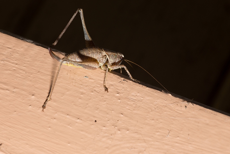 This is due to the fact that crickets are able to sense the ultrasound calls of other crickets, and will attempt to chirp at the same rate in order to attract mates.
