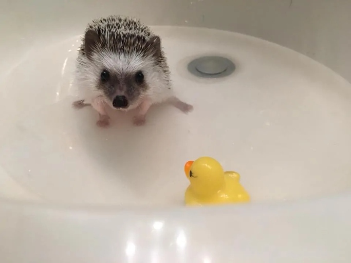 To bathe your pet hedgehog, first fill a sink or small tub with warm water and place your hedgehog in it.