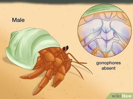 To build a breeding tank, you will need two things: a male and a female hermit crab.