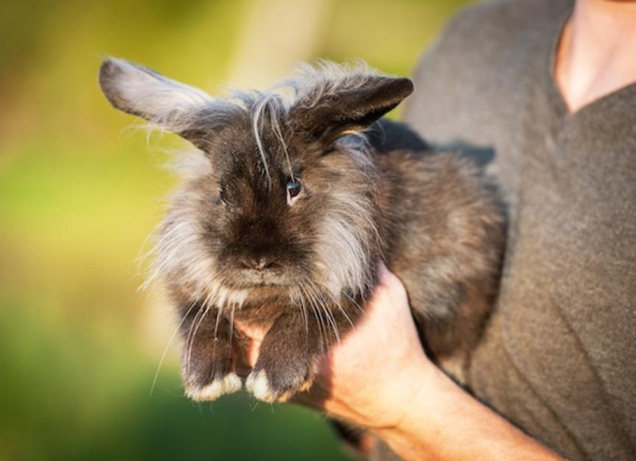To care for black rabbits, provide them with a clean and comfortable home, plenty of fresh hay, vegetables, and water, and room to exercise.