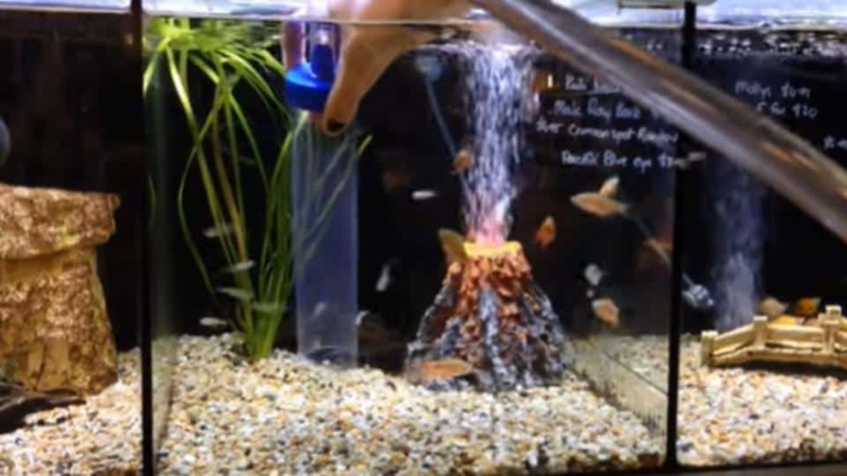 To clean your fish tank gravel without a vacuum, simply rinse the gravel with clean water.