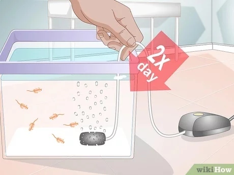To clean your sea monkey tank, you need to understand the components.
