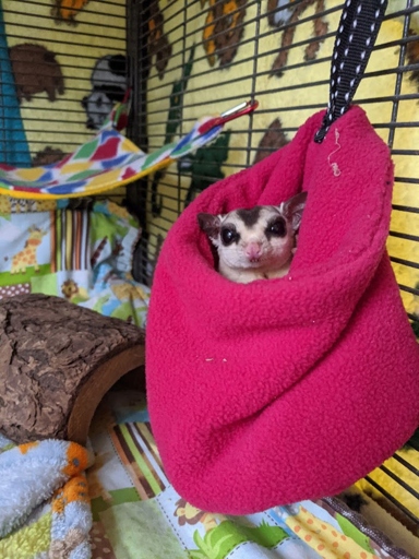To comfort your sleeping sugar glider, you can offer it a soft blanket or toy.