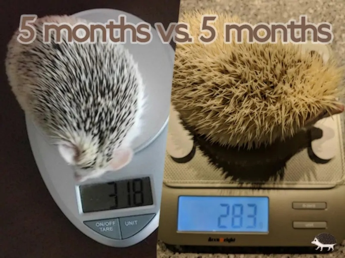 To determine the age of a baby hedgehog, look at its size and weight.