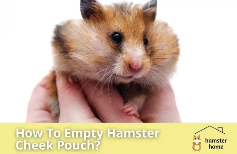 To empty a hamster's cheek pouch, simply hold the hamster in your hand and gently massage the area around its mouth.