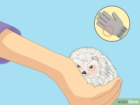 To get a hedgehog to like you, try offering it small pieces of food by hand, sitting quietly near it, and petting it gently.