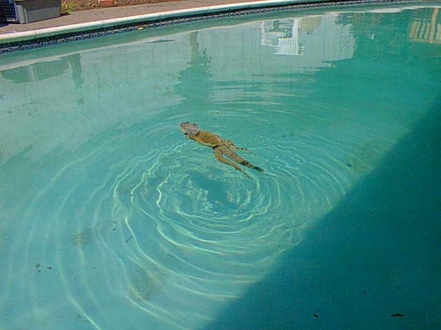To get an iguana out of a chlorine pool, you will need to remove them from the water and rinse them off with fresh water.
