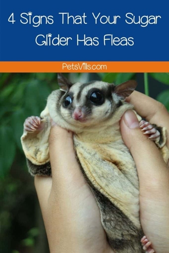 To get rid of fleas on sugar gliders, bathe them in warm water with dish soap.