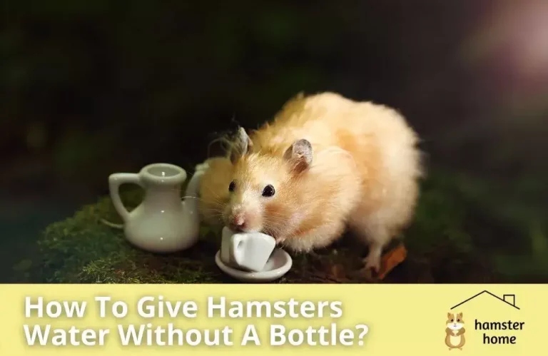 To give a hamster water without a bottle, put a small bowl of water in their cage.