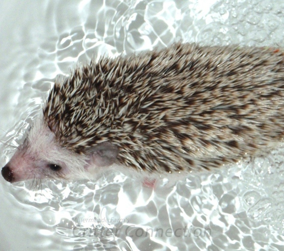 To give your hedgehog a towel bath, start by wetting down a hand towel with warm water.