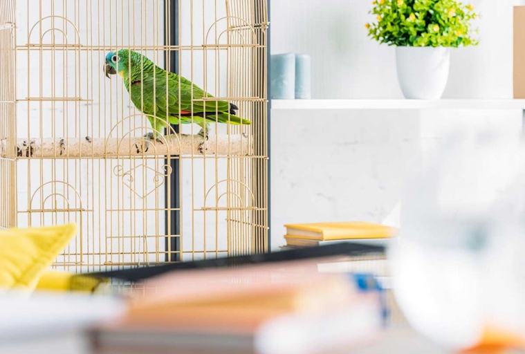 To keep your bird's cage from smelling, you should clean the perches and toys regularly.