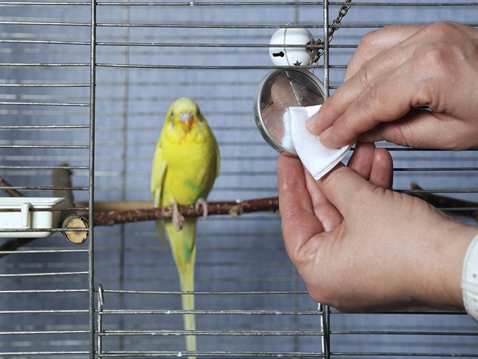 To keep your budgie healthy and free from disease, it is important to maintain a clean cage.