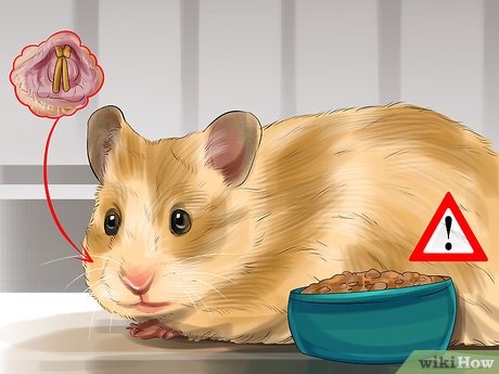 To keep your hamster's teeth healthy and yellow-free, provide them with plenty of chew toys and a healthy diet.