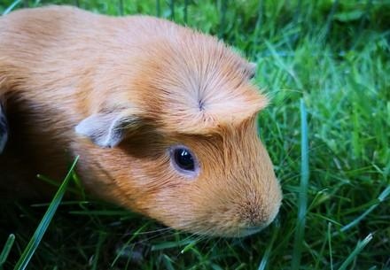 To limit infections from guinea pig excreta, practice good hygiene, including washing your hands after handling your guinea pig or their cage. Guinea pigs are susceptible to a number of diseases, many of which can be passed to humans.