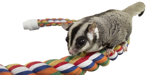 To make a sugar glider live longer, provide it with a large cage, plenty of toys and chewable items, and a healthy diet.