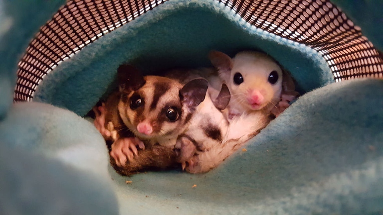 To prevent fleas, keep your sugar glider's cage clean and free of debris.