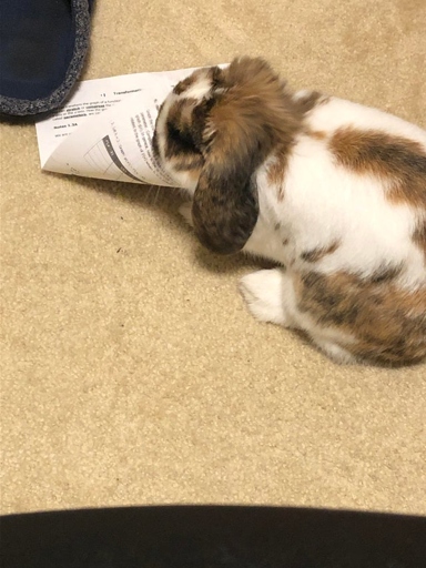 To prevent rabbits from eating paper, keep it out of their reach.