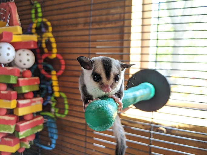 To prevent sugar gliders from eating their babies, keep them well-fed and provide them with plenty of toys and chew toys.