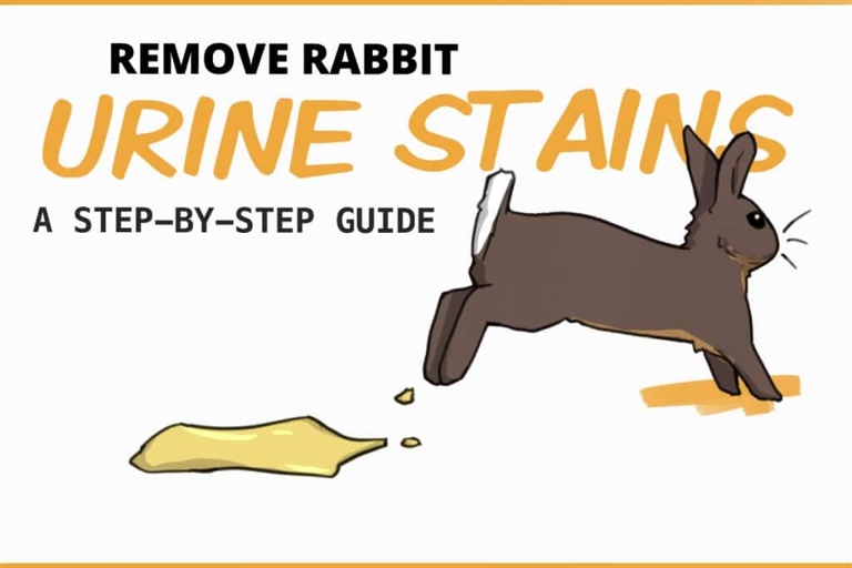 To remove urine stains from your rabbit's fur, start by blotting the area with a clean cloth.