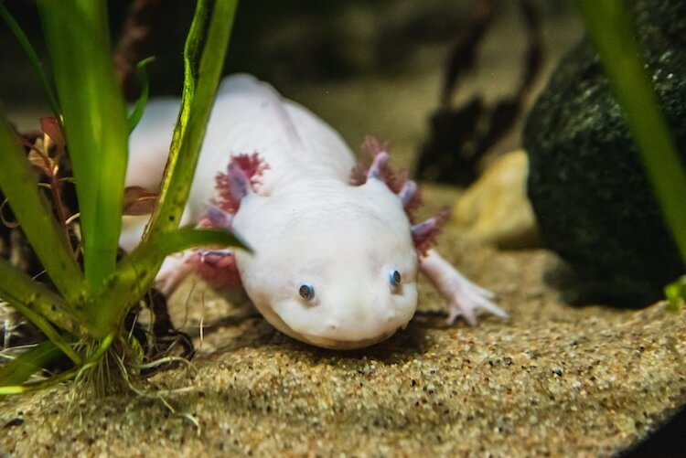 To set up the right home for your pet axolotl, you'll need a 10-gallon tank or larger.