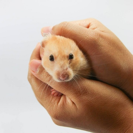 To socialize a hamster, start by gently handling it for short periods of time.