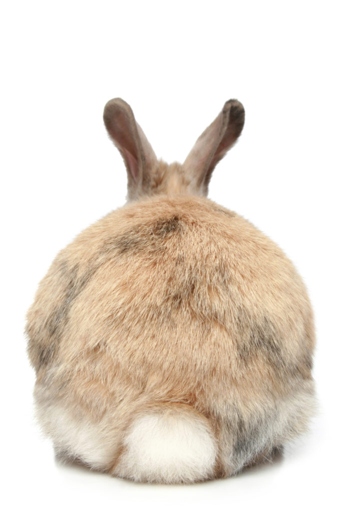 To stop your rabbit from shedding, you can try brushing them regularly and giving them a diet rich in vitamins A and E.