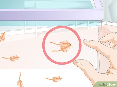 To successfully breed sea monkeys, follow these steps.