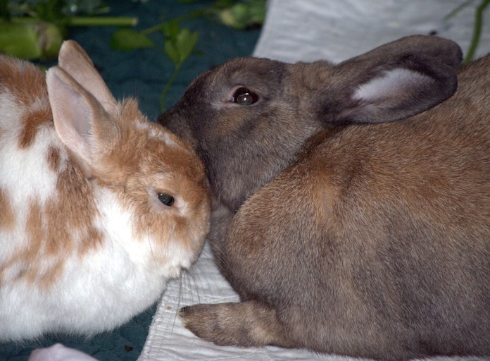 To wet bath a rabbit, first wet their fur with warm water then lather soap into their fur.