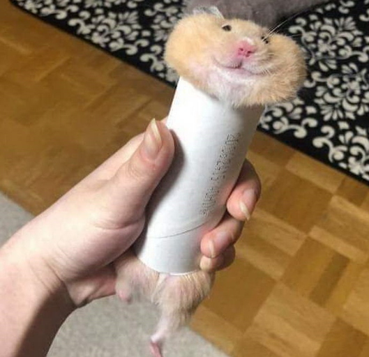 Toilet paper rolls are not safe for hamsters.