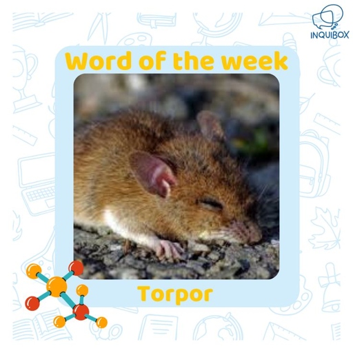 Torpor is a state of decreased physiological activity in an animal.