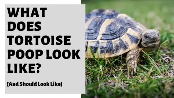 Tortoise poop and pee can look very similar, making it difficult to tell them apart.