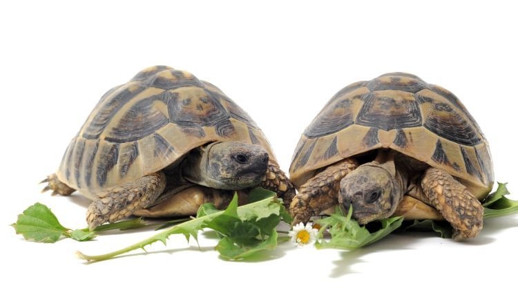Tortoises are herbivores and their diet should consist mostly of plants.