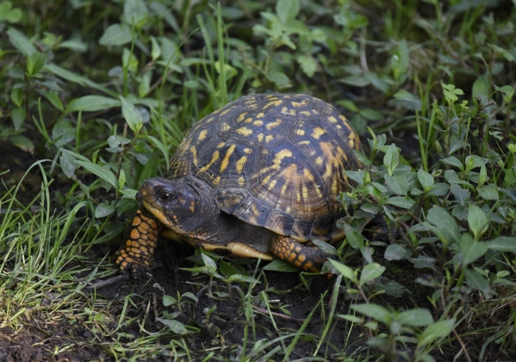 Tortoises are known for their slow pace, but they can actually climb.