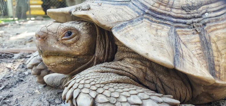 Tortoises are prone to health problems such as shell rot and respiratory infections.