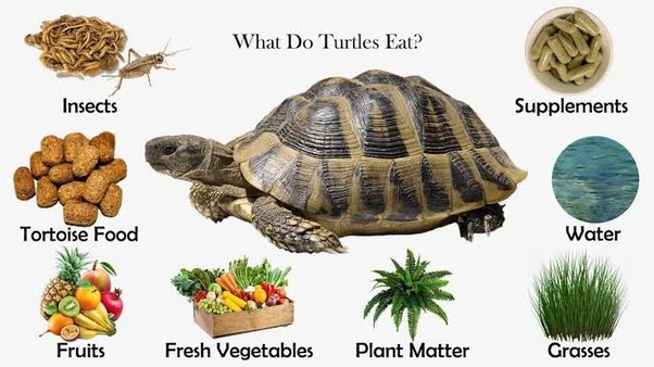 Tortoises can eat a variety of fruits, but not all fruits are safe for them to eat.