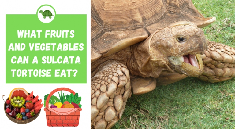 Tortoises can eat a variety of vegetables, including leafy greens, carrots, and squash.