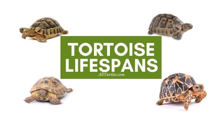 Tortoises have a lifespan of 30 to 40 years.