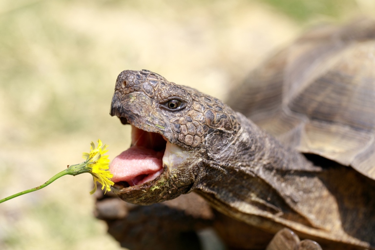 Tortoises should be fed every day.